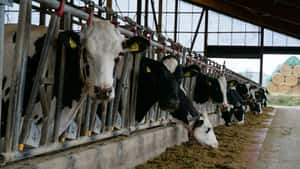 Milcherzeuger berichtet: "Unsere Milch ist gefragt"