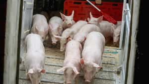 ITW-Nämlichkeit bringt Schweinemäster in Bedrängnis