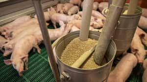 Stabile Schweinepreise über Ostern