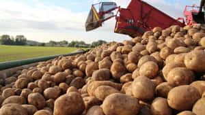 Kartoffelmarkt: Desaster dauert an