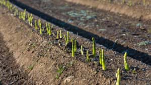 TU München entwickelt Spargelernte-Roboter