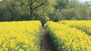 Raps wird zum Spielball vom Rohöl