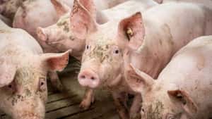 Schweinehaltung bleibt defizitär