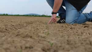 Neonikotinoide Beize: Frankreich macht Zuckerrüben-Bauern Hoffnung