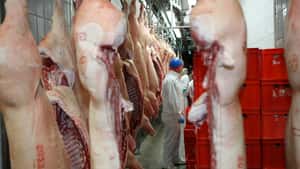 Weniger Schweineschlachtungen – aber nicht wegen heimischer Produktion
