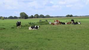 Was tun, wenn der Wolf da war?