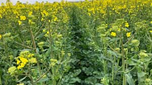 Pflanzenöle stark gefragt: Rapspreise steigen