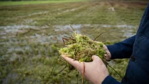 EU-Kommission genehmigt deutsche Moor-Förderung