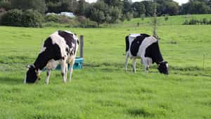 Biomilchpreise bleiben im März auf hohem Niveau