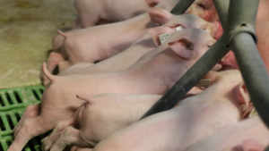 Schweinezucht Porky Gröden insolvent