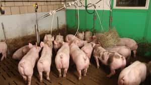 Schweinemarkt: Grillwetter gesucht – Ferkelmarkt tritt auf der Stelle