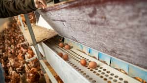 Eiermarkt bleibt angespannt – Nachfrage übersteigt Angebot