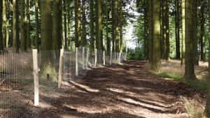 NRW-Kreise erweitern ASP-Sperrzonen im Sauerland