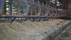 Niederlande fördern Ausstieg: Milchkuhhalter erhalten 9.620 Euro je Kuh