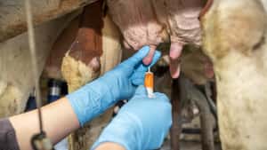 Weniger Antibiotika im Milchviehstall: Selektives Trockenstellen nimmt zu