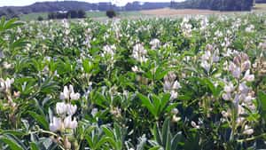 Ist die ökologische Landwirtschaft eine Antwort auf die Düngemittelkrise?