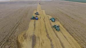 Russlands Ernteprognose belastet Weizenkurse