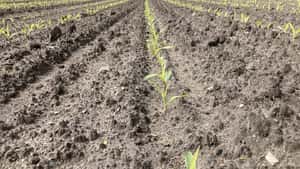 Mais: Mechanische Unkrautbekämpfung bei trockenen Bedingungen durchführen