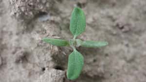 Rüben: Der erste Schlag gegen Unkraut