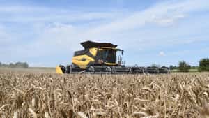 Getreiderat erwartet rückläufige Weizenerzeugung bei steigender Nachfrage