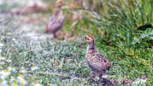 Erste Fasanenküken im Gras entdeckt - Unbedingt von innen nach außen mähen!