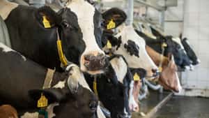 Unternehmensberatung sieht Milchbranche vor Zeitenwende