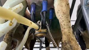 Kieler Rohstoffwert Milch steigt im April leicht auf 38 Cent