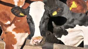 BDM und MIV: Ein Milch-Aprilscherz hallt nach