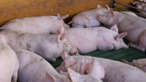 VEZG-Preissturz heizt Debatte um Tierwohlfinanzierung an