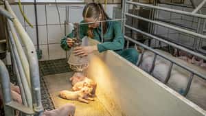 Ökonomie in der Ferkelerzeugung: Mehr Ferkel, mehr Geld?