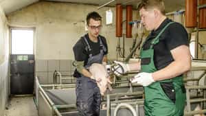PRRS im Griff dank Impfung und Hygiene