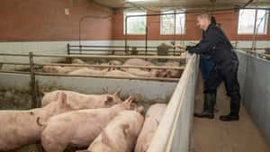 Frust im Schweinestall: Warum der Frühjahrsaufschwung ausbleibt