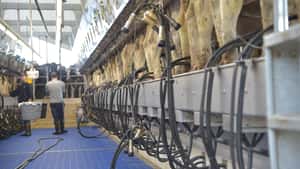 Rohstoffwert Milch sinkt im Mai leicht auf 37,5 Cent