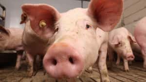Genom-Editierung in der Tierzucht: EU muss sich entscheiden!