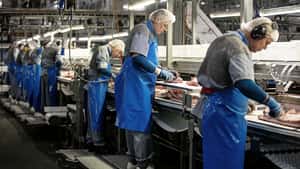 Danish Crown streicht 800 Stellen