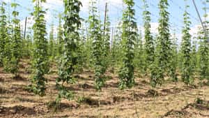 Hopfen und Malz, Gott erhalt’s
