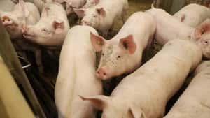 Schweinepreis fällt immer weiter