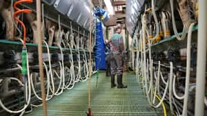 EU-Parlament stimmt für Lieferverträge für Milch, Getreide und Obst