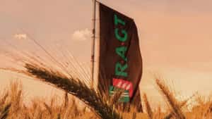 Neue Triticale-, Raps- und Rübensorten von RAGT