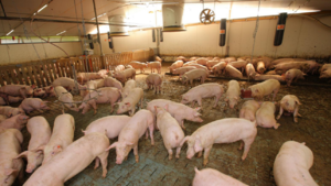 Schweinehalter in NRW stocken auf