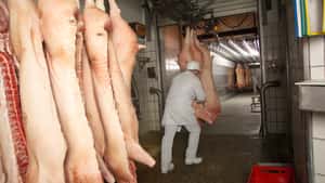 Schweinefleischexporteure buhlen um China und Japan