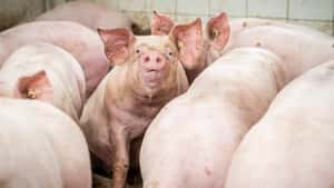 Schweinemarkt: Noch keine Wende in Sicht – Ferkelpreis stürzt ab