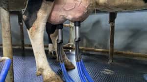 Niederlande, Polen und USA liefern weiterhin mehr Milch