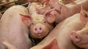 Anders als befürchtet: Schweinepreis behauptet sich