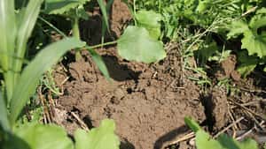 Forschung zur regenerativen Landwirtschaft