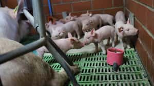 Schweinehaltung rutscht immer tiefer in die roten Zahlen