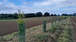 Agroforst bei Familie Pott: Mit Gehölzstreifen gegen Erosion