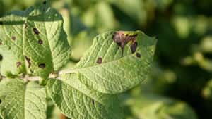 Alternaria in Kartoffeln: Nach der Hitzewelle ist der Druck hoch