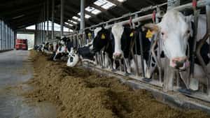 Niederlande: Flächengebunde Haltung bringt Milcherzeuger weiter unter Druck