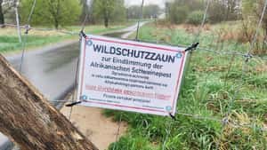 Neue ASP-Fälle im Landkreis Uckermark
